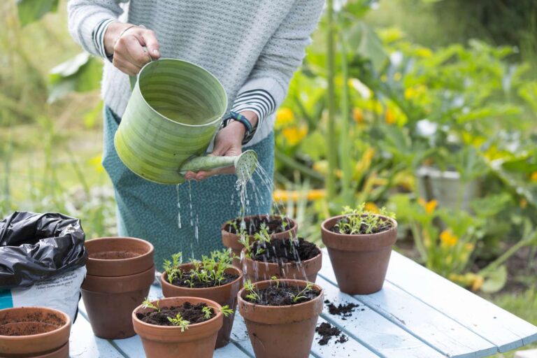 5 Tips to Properly Water Your Plant