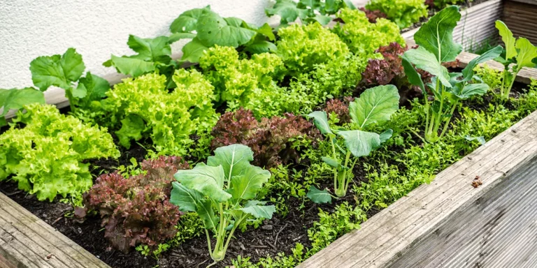 How to Manage a Home Garden